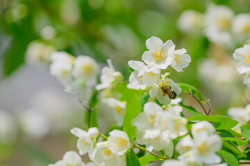 Delicate and Beautiful White Flowers Gracing a Bee in a Natural and Scenic Garden Setting