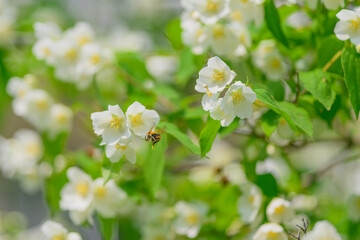 Delicate and Beautiful White Jasmine Flowers Are in Bloom Surrounded by Lush Green Leaves
