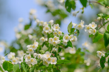 Exquisite and Beautiful White Flowers Are in Full Bloom, Radiating Natural Beauty and Charm