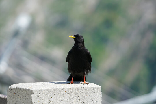 A black bird with yellow beak stands on a rock in front of a mountain - Powered by Adobe