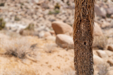 Joshua tree with bird hole nest in trunk with landscape. Copy space.