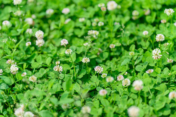 A Vast and Expansive Green Field Overflowing with Beautiful, Vibrant Clover Flowers in Full Bloom