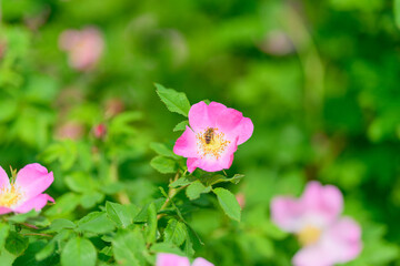 Stunningly Beautiful Pink Flowers Accompanied by a Bee Set Against a Vibrantly Green Background