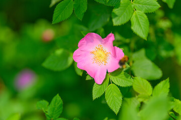 A Beautiful Pink Flower Gracefully Surrounded by Lush, Vibrant Green Leaves in Nature