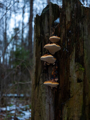mushroom growing on a rotten tree in the forest 