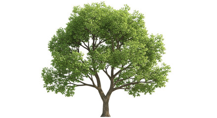 Obraz premium Tree isolated on transparent background