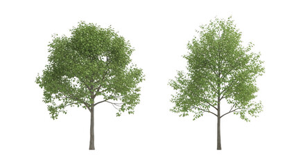 Obraz premium Tree isolated on transparent background