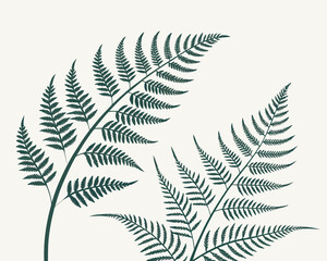 Illustration of two fern fronds in dark green © Basunia