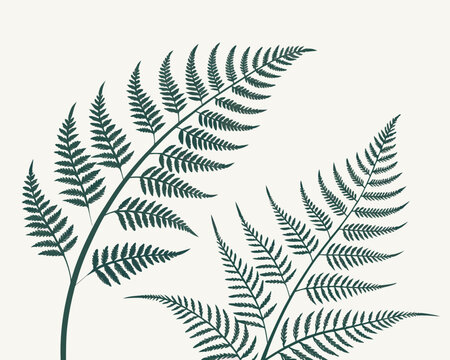 Illustration of two fern fronds in dark green