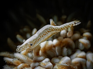 Xenia Soft Coral Shrimp - Hippolyte commensalis - Xenia Weichkorallen Partnergarnele