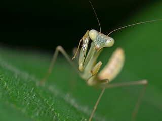 Young praying mantis in Southeast Asia