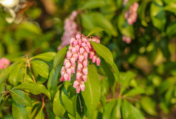Pieris japonica, the Japanese andromeda or Japanese pieris, is a species of flowering plant in the heath family Ericaceae.