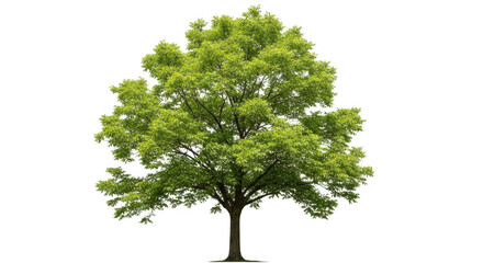 Fototapeta premium Tree isolated on transparent background