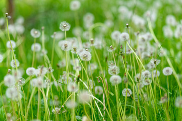 Dandelions in Full Bloom Natures Whimsical and Beautiful White Flowers in the Wild