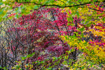 Acer tree with bright red leaves seen through window of leaves in full autumn colours in woodland, Wiltshire, UK