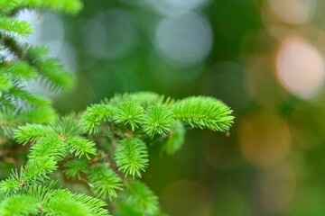 Fresh Green Foliage Set Against a Soft, Dreamy Background That Evokes Natural Beauty