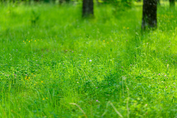 Lush and Vibrant Green Grass Bathed in Soft Sunlight, All Set in a Tranquil Environment