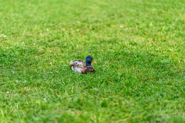 A couple of ducks are relaxing peacefully on the lush, vibrant green grass in nature