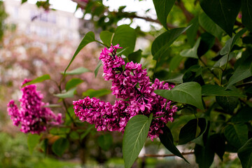 Syringa vulgaris (common lilac) flowers bunch closeup