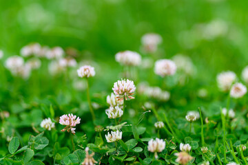 Delicate Clovers Blooming Beautifully in a Lush and Vibrant Green Field Full of Life