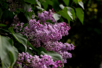 Syringa vulgaris (common lilac) flowers bunch closeup