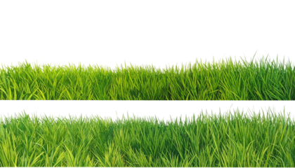 Lush, vibrant green blades of grass layered above and below a central black space