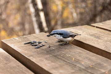 Sitta europaea, nuthatch eating scattered seeds on wooden table in autumn forest or park. Wildlife feeding in an outdoor forest. Birdwatching