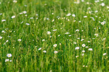 A Stunningly Beautiful Flowering Meadow Filled with Lush Green Grass and Bright White Daisies