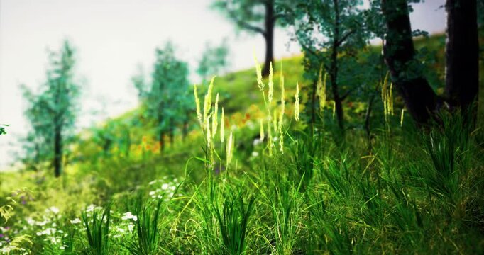 A vibrant landscape showcases wild grasses swaying gently on a hillside. Sunlight filters through the trees, illuminating the lush greenery and colorful flowers that create a tranquil natural setting.