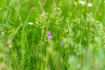 Vibrant and colorful wildflowers flourish beautifully in the lush, green grass of a vast meadow
