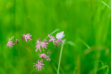 Delicate Pink Wildflowers Flourishing in Lush Green Grass Under the Bright Sunlight