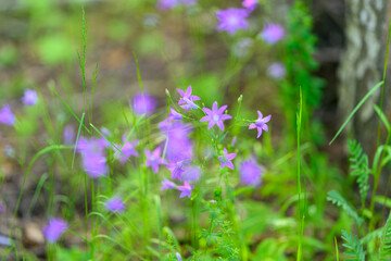 Delicate Purple Wildflowers Blooming in Natures Tender Embrace and Surroundings