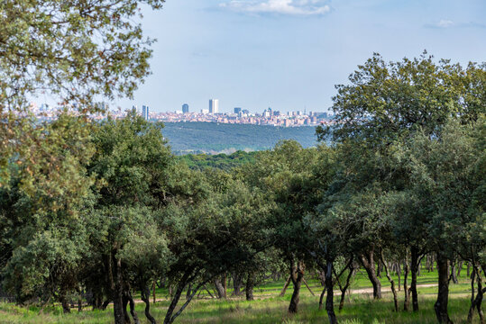 The futuristic Cuatro Torres Business Area skyline in Madrid, Spain, featuring its towering skyscrapers, is viewed from afar, partially framed by the lush, dark silhouette of a park's trees