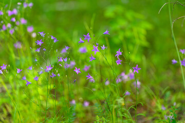 Delicate and beautiful Wildflowers are Blooming exquisitely in the Lush Greenery all around