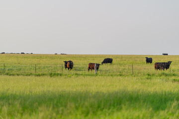 A serene and picturesque pastoral landscape with cattle peacefully grazing in wide open fields