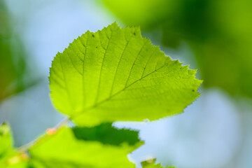 A closeup image of a vibrant green leaf illuminated by beautiful natural sunlight