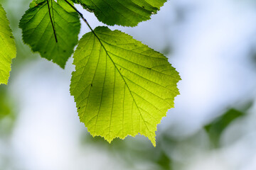 Vibrant and Fresh Green Leaves Bathed in Beautiful Natural Light Showcasing Their Beauty