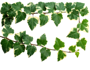 Two ivy stems forming a partial circle with green and cream-colored leaves on a black background