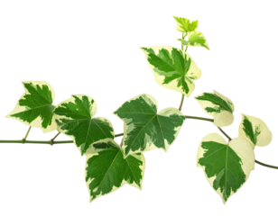 Isolated sprig of a variegated vine with heart-shaped leaves and two-toned color