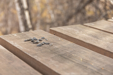 Sunflower seeds scattered on wooden outdoor table in blurred autumn background