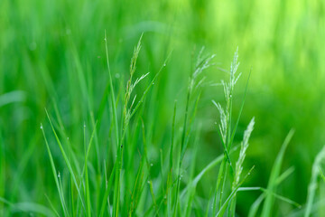 Lush and Vibrant Green Grass Blades Are Flourishing Beautifully in the Gentle Spring Light