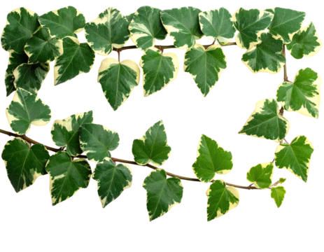 Two ivy stems forming a partial circle with green and cream-colored leaves on a black background