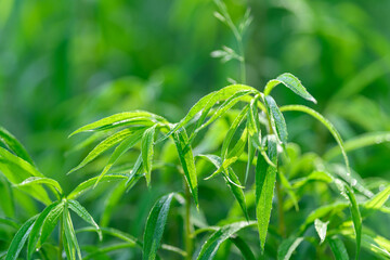 Vibrant Green Leaves in Their Natural and Beautiful Habitat Reflecting Natures Beauty