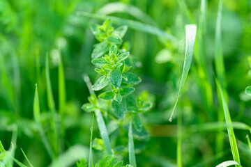 A CloseUp View of Fresh Green Thyme Growing Vibrantly in a Lush and Flourishing Garden
