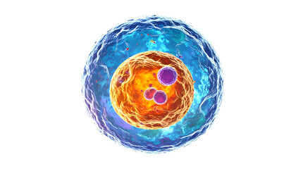 Microscopic cross-section of a biological cell with nucleus and internal components