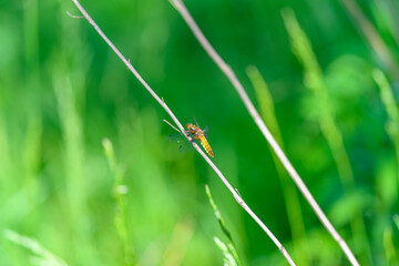 A Colorful Insect dragonfly Sitting Gracefully on a Thin Stem Surrounded by a Vibrant Green Background
