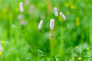 Delicate and colorful wildflowers blooming vibrantly in a lush and serene green meadow
