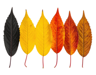Six leaves arranged in a row. Each exhibits a unique color gradient, spanning dark to light