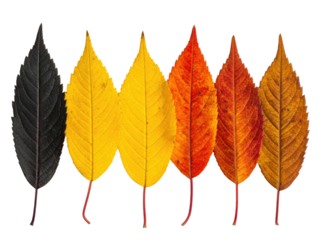 Six leaves arranged in a row. Each exhibits a unique color gradient, spanning dark to light