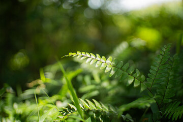 Ferns are exposed to sunlight. The process of plants cooking food in their leaves. Photo of ferns. Green plants growing wild.